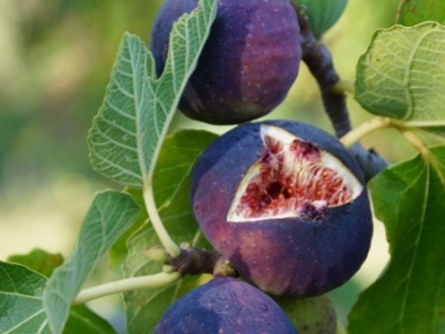 La figue : ce fruit qui vous veut du bien !